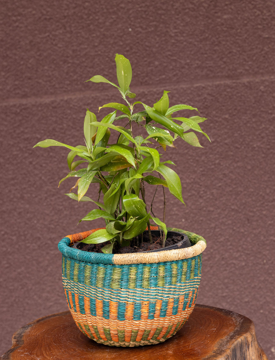 Small African Hand-woven Pot planter and storage basket