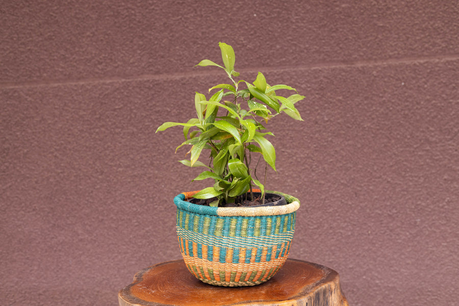 Small African Hand-woven Pot planter and storage basket